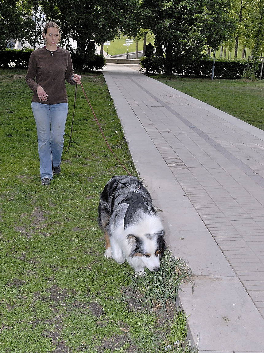 Transcend:Pictures:Education Canine (Basse Résolution):\_DSC6440
(1).jpg
